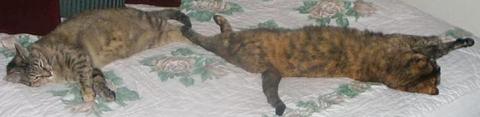 two cats stretched to their full length lie sleeping