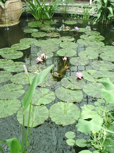 flowering lilypads float on a serene pond