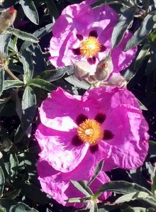 pink, red and yellow cistus flowers