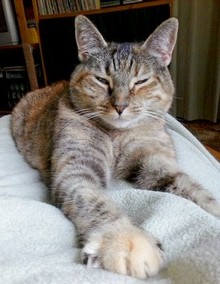 a striped cat with a contented expression lies facing the camera, with her paws extended out towards the screen