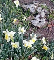 daffodils in bloom