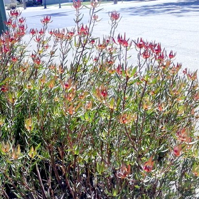 a stand of red tall flowers