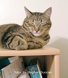 A dozing cat lies on a desktop shelf