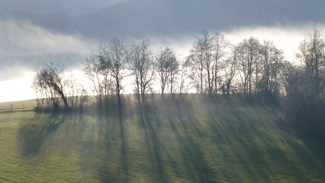 A line of leafless trees along the ridge of a green hill on a cloudy day