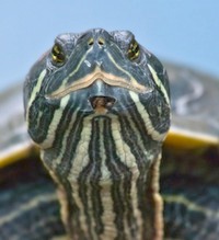 Close up of the face of a large turtle looking inquisitively into the camera