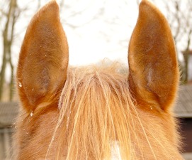 A photo showing the ears of a horse, pricked up as if listening to some sound