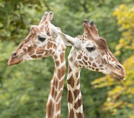 The heads of two giraffes standing close together but looking away from each other against a leafy background of trees