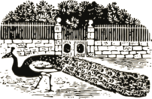 peacock at the gate 350x230