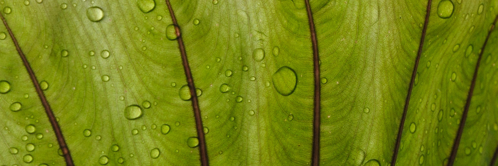 Close up of dew drops on a fern leaf