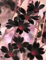 Black orchids with a red center against a pink background