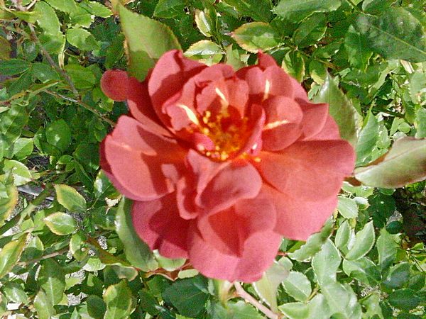 A salmon-red rose in full bloom against a background of bright green foliage 
