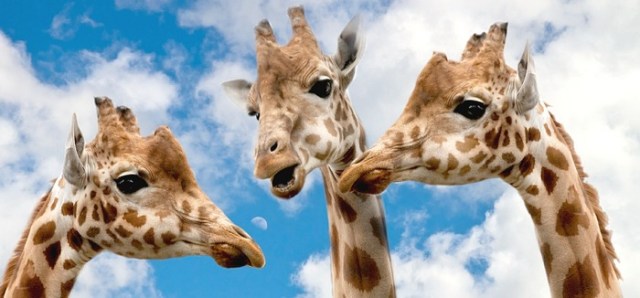 The heads of three giraffes standing in a circle facing each other as if they are all discussing something
