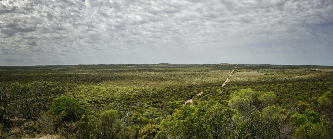 A straight road across a wooded plain appears intermittently between the trees