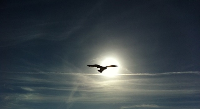 Photo of a bird silhouetted against the sun. 
