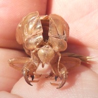An empty cicada husk on the palm of a hand