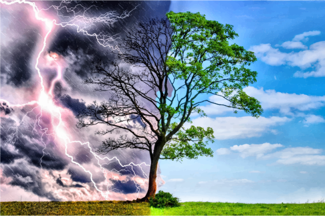 A photo of a tree, with bare branches and a stormy background on the left side, and leaves , green grass and a blue sky on the right side.