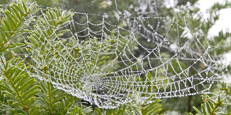 A dewy spiderweb against a background of evergreen boughs