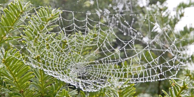 Image by BRRT A dewy spiderweb against a background of evergreen boughs