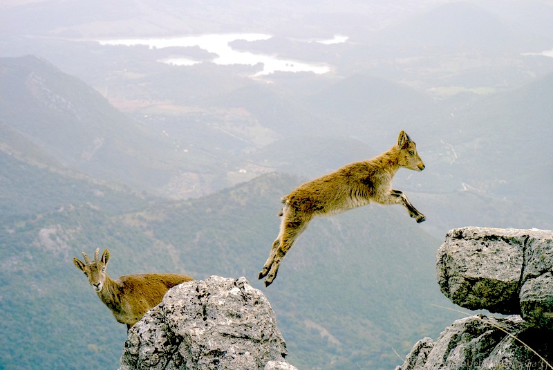 A wild goat leaps from one high rock to another against the background of a valley far below, while another goat loks inquisitively into the camera