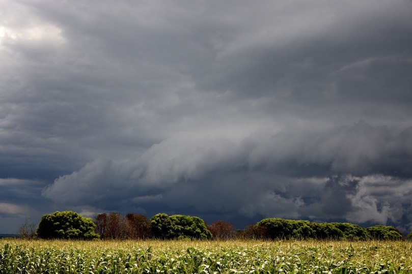 storm clouds over corn