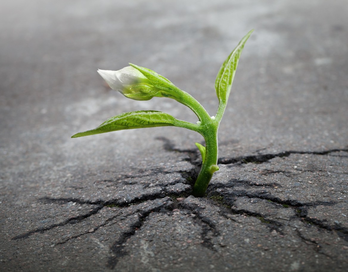 A small plant pushes its way up, breaking through asphalt