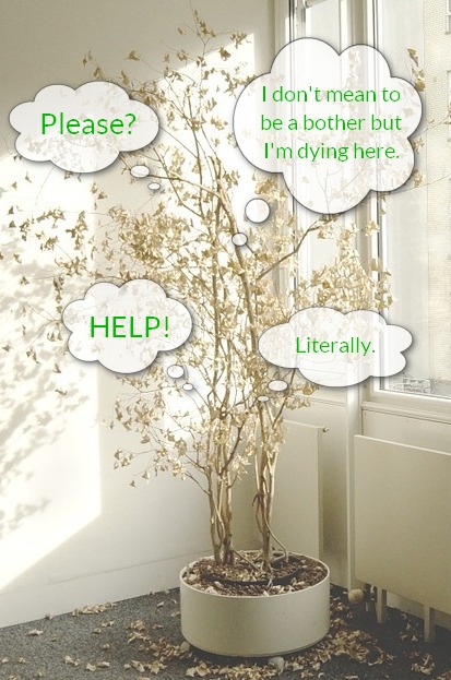 Photo of houseplant dropping leaves with thought bubbles saying "HELP!," "Please?," "I don't mean to be a bother but I'm dying here," and "Literally."