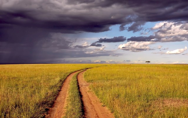A dirt road through an open savannah curves in the distance towards the clearing sky and a lone tree