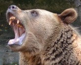 The head of a roaring bear