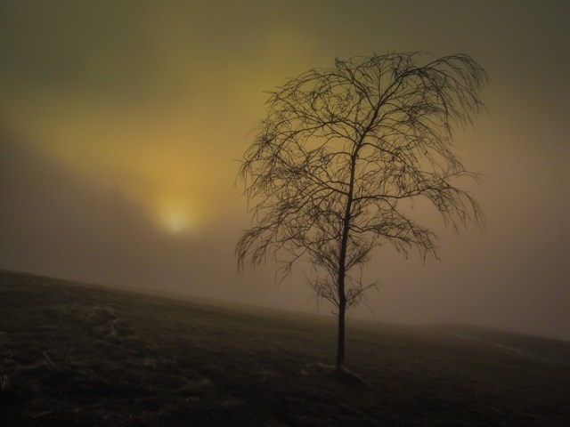 A leafless tree on a barren muddy hillside is weakly illuminated by a fog shrouded sun