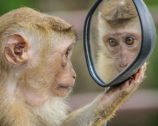 A worried looking monkey stares at its reflection in a mirror