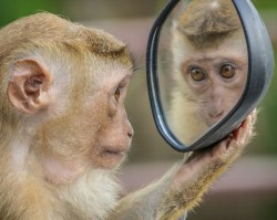 A worried looking monkey stares at its reflection in a mirror