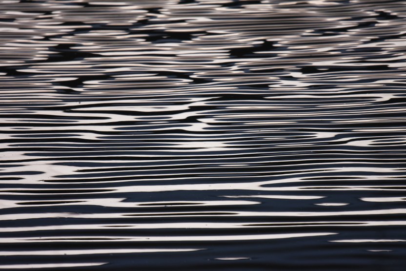 The shiny, molten surface of a pond or lake, with ripples as if from a light breeze