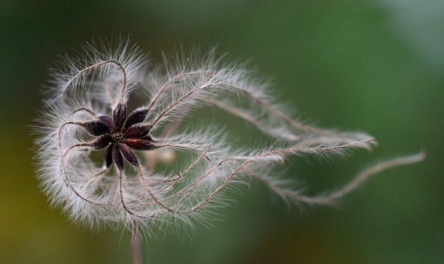 Seed pods on a dry stem with fuzzy filaments blowing in one direction