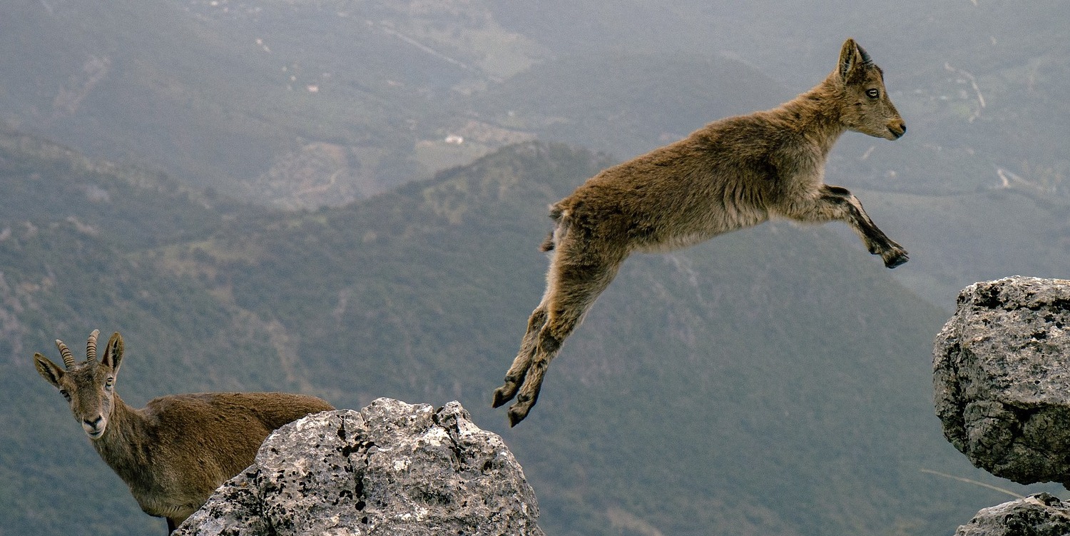A wild goat leaps from one high rock to another against the background of a valley far below, while another goat loks inquisitively into the camera