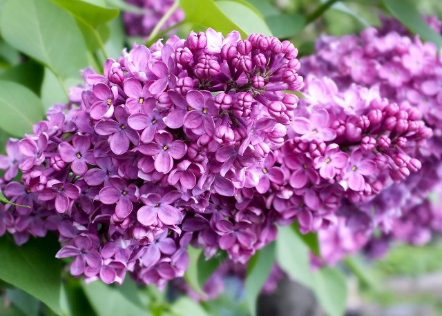 Two blooming purple lilac flower heads