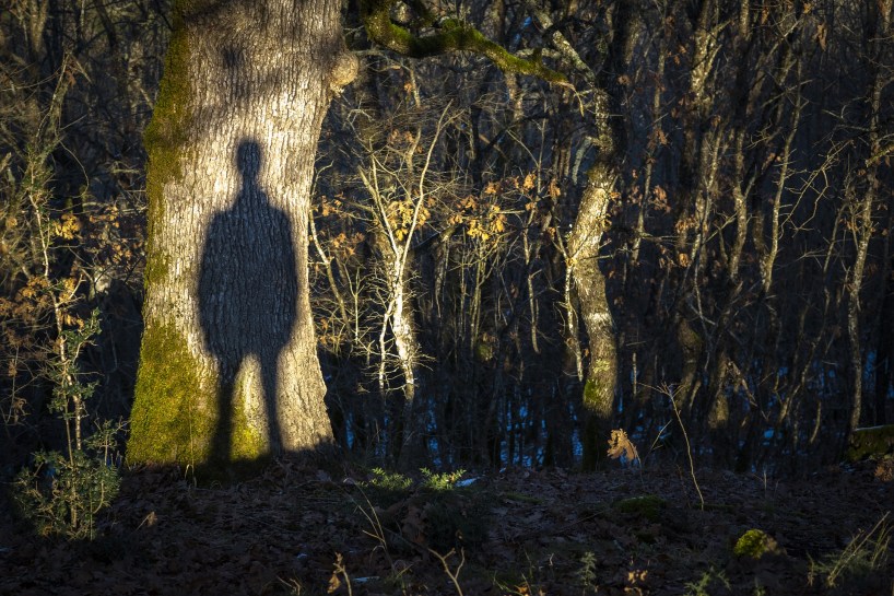 In a winter forest, the shadow of a person standing i sthrown within a shaft of sunlight that falls on a tree trunk