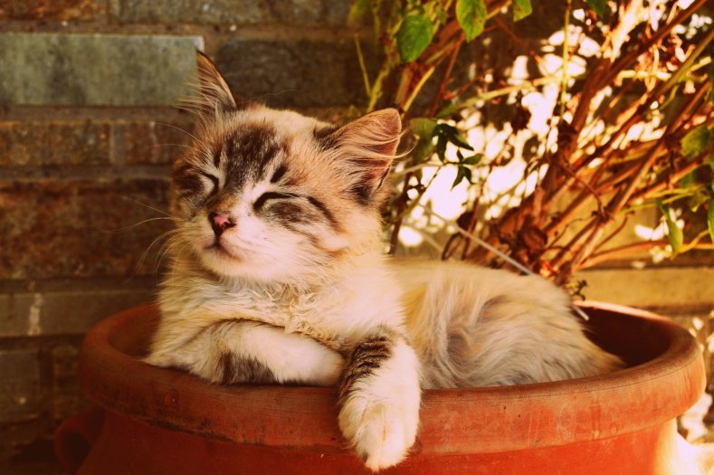 A cat rests in a flowerpot with head raised but eyes closed