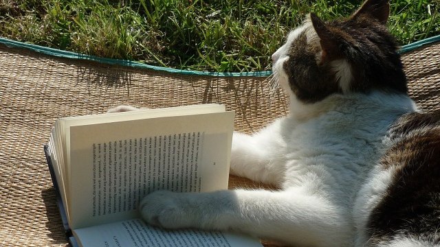 A cat lies on a woven straw mat on the grass. She has a book between her paws, and is staring meditatively off into space. 