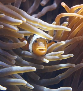 A fish peeks out from between the tentacles of a sea anemone