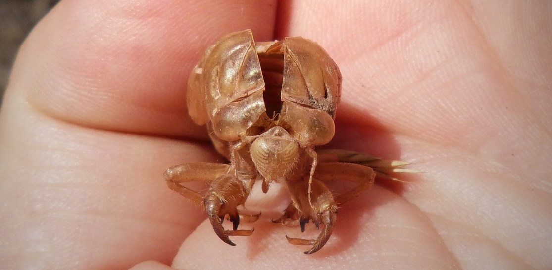 Split open empty husk of a cicada on the palm of an extended hand
