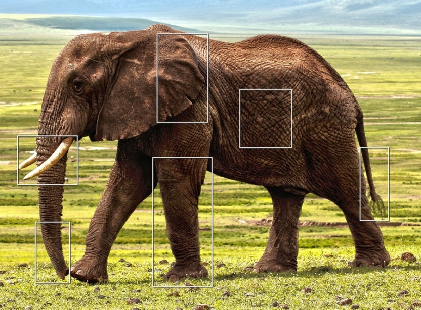 Side view of an African elephant in a natural setting. The trunk, tusk, ear, leg, abdominal skin and tail of the elephant are each outlined with separate frames. 
