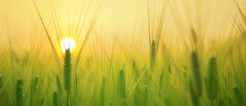 Green barley stalks with uplifting seed pods outlined against the rising sun