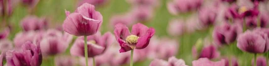 A field of purple poppies