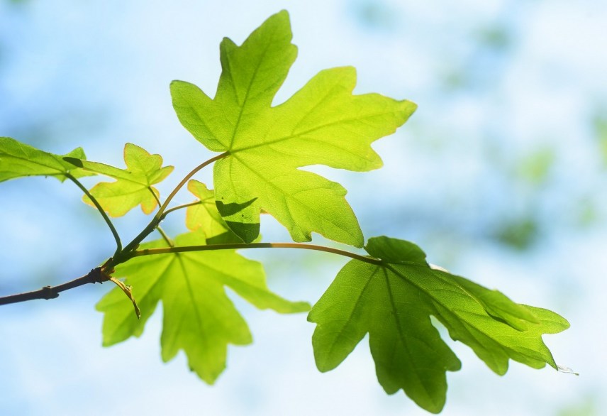 Bright green spring tree leaves with sun shining through them and a blurred blue sky in the background