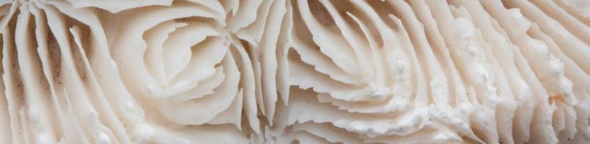 Curved, intersecting and and sharp-toothed channels of brain coral