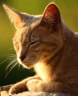 Drowsy, smiling orange tiger cat with blurred outdoor bg cropped
