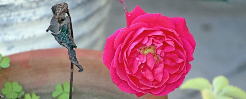 A dead stem with blackened leaves stands next to a full blown rose