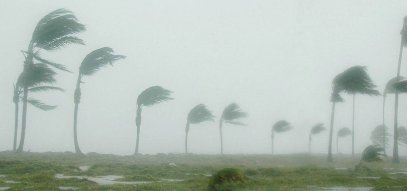 Hurricane blowing palm trees