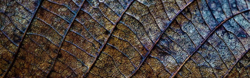 iridescent metallic leaf veins
