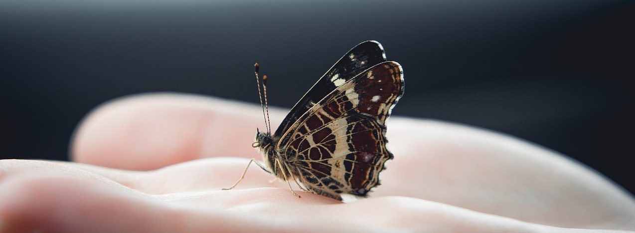 Image by Lucjan A butterfly rests on the palm of a hand